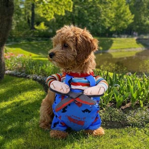 May include: A small, light brown, curly-haired dog wearing a costume consisting of a long-sleeved shirt with horizontal red, blue, and yellow stripes, and blue overalls featuring a black bat pattern and a pair of attached plush scissors.