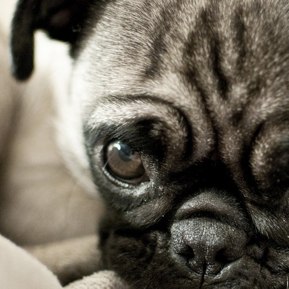 Items Similar To Pugs On Etsy