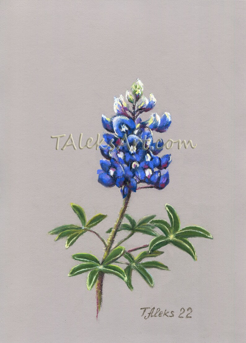TEXAS BLUEBONNET 8 x 11 inches Painting Original Art Soft Pastels by TAleksArt State Flower Botanical Blue Unframed A4 shops format