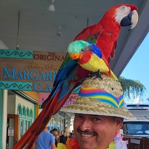 Parrothead hat store