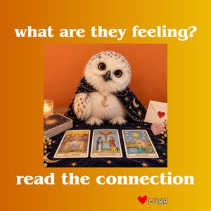May include: A white owl wearing a dark blue cape with gold celestial patterns and a crescent moon necklace sits behind three tarot cards labeled The Lovers, Two of Cups, and The Star. Text reads what are they feeling? and read the connection LUNA.