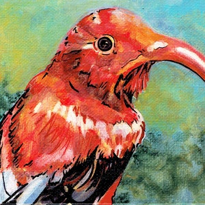 Scarlet Hawaiian Honeycreeper Art Print: &#39;I&#39;iwi Bird Portrait (8x10)