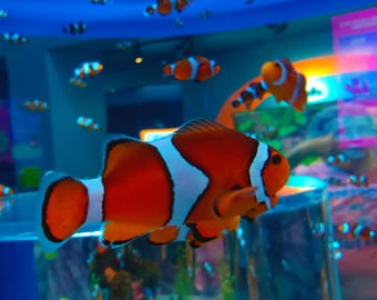 Clownfish Underwater Photography, Tropical Fish Digital Print, Ocean Wall Art, Instant Download