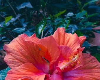 Tropical Hibiscus Flower Photography, Coral Pink Floral Wall Art, Botanical Nature Digital Print
