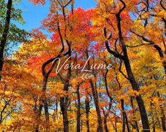 Autumn Forest Wall Art | Cozy Fall Nature Print | Rustic Woodland Decor | VoraLume