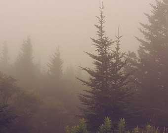 Whispers in the Fog - Enchanted Forest Photography Print