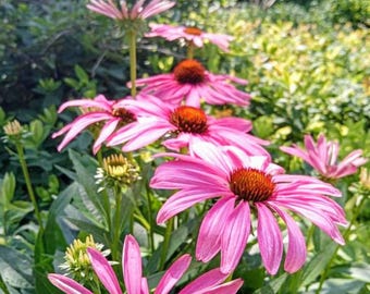 Pink Flower Photography, Botanical Digital Print, Floral Nature Wall Art, Garden Photo Dowload