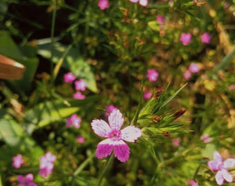 Pink Purple Flower Photography Print, Romantic Floral Wall Art (Digital Download)