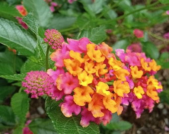 Pink and Orange Flower Photography, Floral Digital Print, Botanical Wall Art, Close Up Nature