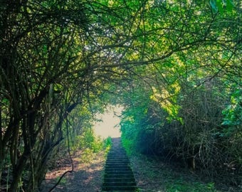 Forest Stairway Photography Set, 2 Green Nature Prints, Woodland Steps Digital Wall Art