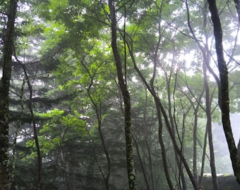 Misty Forest Wall Art, Enchanted Woodland Photography, Nature Print, Forest Decor, Digital Download