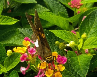 Butterfly on Flower Photography, Botanical Digital Print, Nature Wall Art, Floral Photo Download