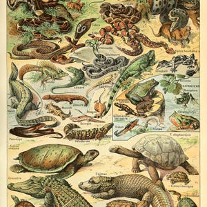 Op de afbeelding: Een educatieve prent in vintage-stijl met de titel REPTILES, voorzien van gedetailleerde illustraties van diverse slangen, hagedissen, kikkers, schildpadden en krokodillen. Elk dier is gelabeld met de naam, wat een gevarieerde collectie reptielen en amfibieën toont in een naturalistische, veelkleurige artistieke compositie.