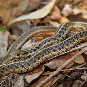 May include: A garter snake with a slender body featuring a pattern of dark brown and black scales, accented by a distinct light yellow longitudinal stripe running along its back and sides, resting in a coiled position among fallen brown leaves.