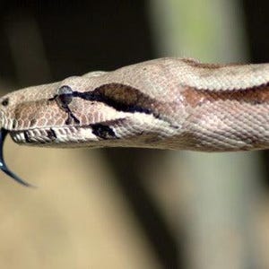 Peut inclure: Une vue de profil en gros plan de la tête d'un boa constrictor avec des écailles texturées beige et marron. Le serpent présente une bande marron foncé partant de l'œil et une langue bleue-noire fourchue sortant de sa bouche fermée.