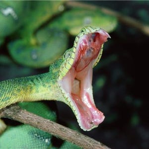 May include: A bright green snake with a textured, scaly body coiled around a thin brown branch. The snake has its mouth wide open, revealing a pink interior, sharp teeth, and a visible throat, while its body remains partially coiled in the back.