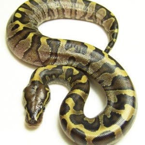 Ball Royal Python Glossy Poster Picture Photo Banner Africa Constrictor Booma Prints