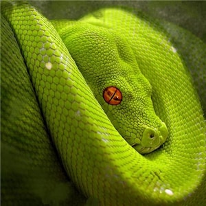 May include: A vibrant green snake coiled tightly in a circular resting position. The snake features a distinct pattern of small, textured scales across its body and a prominent, bright orange eye with a vertical pupil centered in its head.