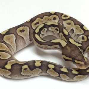 Ball Royal Python Glossy Poster Picture Photo Banner Africa Constrictor Booma Prints