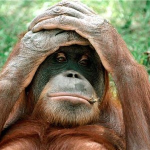 May include: An orangutan with long, reddish-brown fur and a dark, textured face. The primate has both hands placed on top of its head, with fingers interlaced, covering its forehead while looking forward with a calm, neutral facial expression.