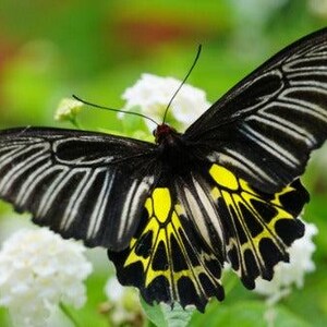 May include: A butterfly with large black wings featuring white stripes on the upper sections and vibrant yellow patches on the lower sections. The insect is positioned with its wings spread wide, displaying a symmetrical pattern of black, white, and yellow.