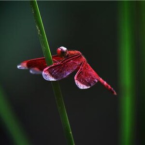 May include: A vibrant red dragonfly with translucent, veined wings rests on a thin, vertical green stem. The insect features a deep crimson body and head, with its wings spread horizontally, showcasing a delicate, intricate wing structure.