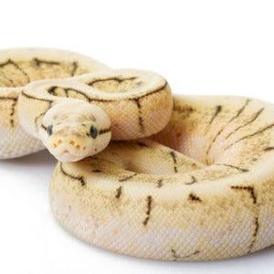 Ball Royal Python Glossy Poster Picture Photo Banner Africa Constrictor Booma Prints