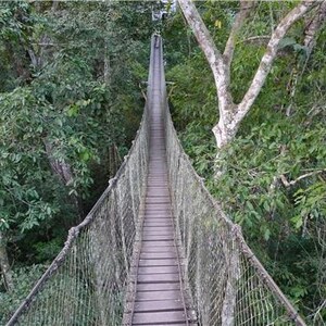 May include: A long, narrow suspension bridge with wooden planks and wire mesh railings extending through a dense, green rainforest canopy. The bridge stretches into the distance, surrounded by tall trees and lush foliage on both sides.