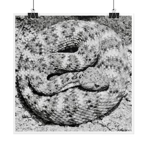 Puede incluir: Una fotografía en blanco y negro de una serpiente de cascabel enroscada en un círculo apretado sobre una superficie arenosa. La serpiente presenta un patrón distintivo de manchas oscuras en forma de diamante sobre sus escamas, con su cabeza triangular descansando sobre su cuerpo.