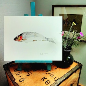 Può includere: Dipinto ad acquerello di un pesce con zona branchiale rosso-arancio e occhio scuro. Il pesce è esposto su un piccolo cavalletto blu. La firma dell'artista "Barbara Allen" è visibile. Lo sfondo è bianco.