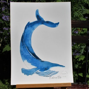 Blue Whale Balaenoptera musculus