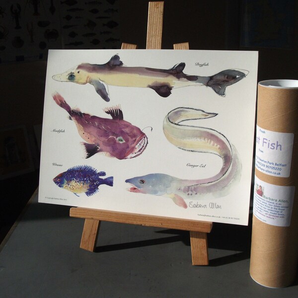 Roussette. Il s’agit d’une affiche mettant en vedette l’aiguillat commun, l’anguille congre, le labre et la lotte/baudroie.