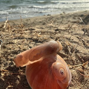 May include: A translucent, light pink carved bangle bracelet featuring a detailed fish scale pattern resting on top of a large, smooth, spiral-shaped seashell with a gradient of soft peach and cream tones on a sandy beach surface.