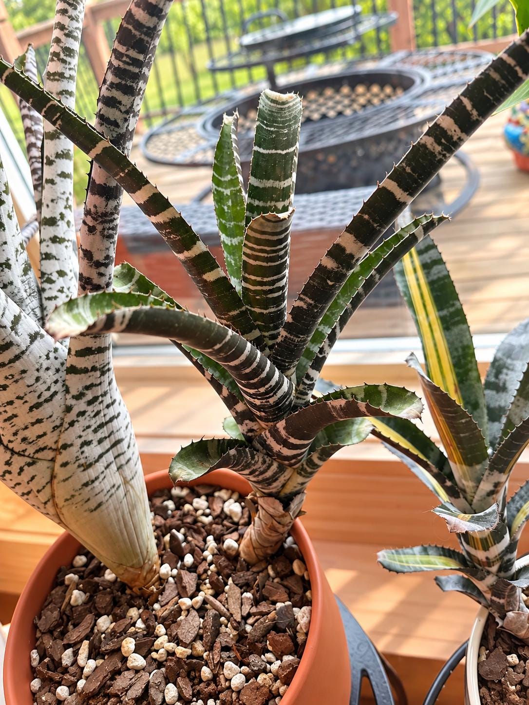 Black Bromeliad - Etsy