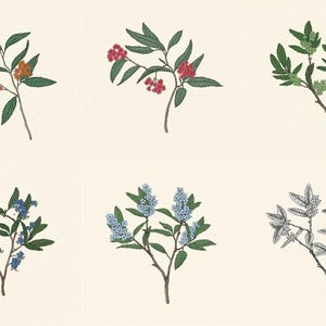 以下が含まれることがあります： 2列に並べられた10枚の植物画のコレクション。緑の葉がついた様々な枝と、黄色、オレンジ、赤、ライトグリーン、ピンク、ライトブルー、ダークブルー、そして白の線画スタイルの花房が描かれています。