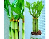 7 Lucky Bamboo Plant 4 quot Stalks, Feng Shui, GIFT, LIVE PLANT, Wedding Favors