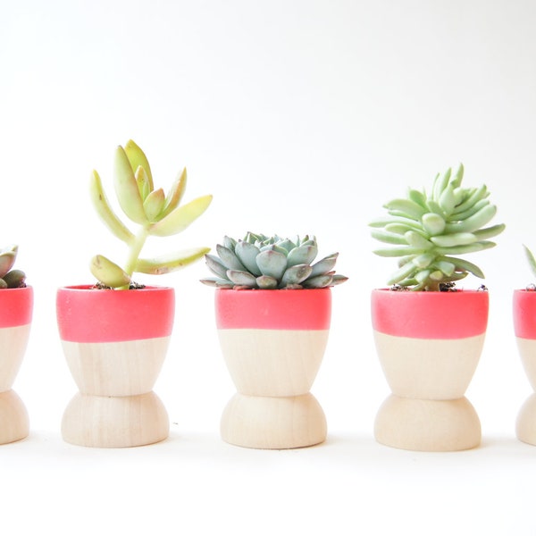 Mini Planters set of 5 by Wind and Willow Home, neon pink, wedding favors, modern home decor