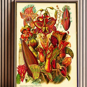 May include: A framed botanical print titled Ethereal Garden: A Catalogue of Surreal Flora, featuring a vibrant collection of exotic, colourful pitcher plants and tropical flowers in shades of red, orange, yellow, and green on a cream background.
