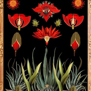 Dark Botanischer Luxusdruck, Sukkulenten Wandkunst, Kaktus Blume Pflanze Druck, Grüne Kakteen Kunst, Renaissance Druck, Dark Academia Poster
