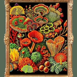 Mushroom Artwork, Fungi Illustration, Fungi, Lichen, Botany Prints, Botanical Artwork, Veiled Lady, Orange Mushrooms, Fungus, Mycology