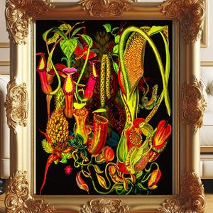 May include: A framed botanical print showcasing colourful pitcher plants and exotic flora on a black backdrop. The artwork is presented in an ornate, gold-coloured frame, enhancing the vibrant composition with a touch of elegance.