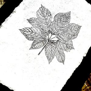 Art original de feuille dessiné à la main sur du papier texturé fait main, impression botanique noir et blanc, décoration murale, peinture de feuille, dessin à l'encre d'art