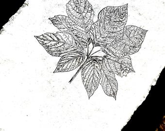 Può includere: Un'immagine in bianco e nero di una foglia con venature intricate, pressata su uno sfondo bianco.