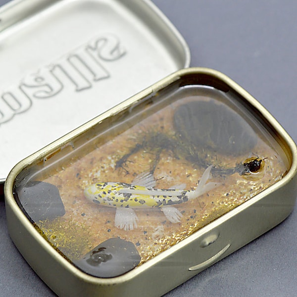 Altoids Smalls Koi Pond with Yellow and Black Koi Fish, Miniature Koi Pond, Resin Pond, Desk Decoration, Repurposed Altoids Tin