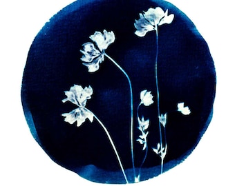 May include: A circular cyanotype print featuring white silhouettes of delicate wildflowers with thin stems and petals against a deep, saturated navy blue background. The artwork displays a high-contrast botanical composition.