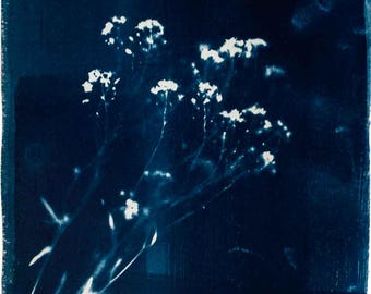 Originele, handgemaakte cyanotypie botanische print, blauwe wilde bloemen muurdecoratie