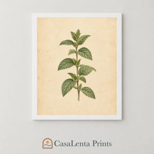 Quadro botanico con menta, studio di erbe aromatiche su sfondo avorio caldo, download stampabile.