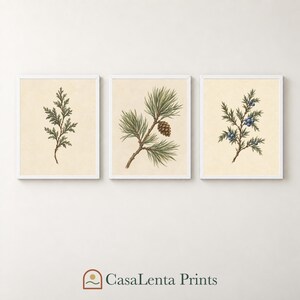 Stampe botaniche di cipresso, pino e ginepro, fogliame verde tenue, mirtilli (download digitale)