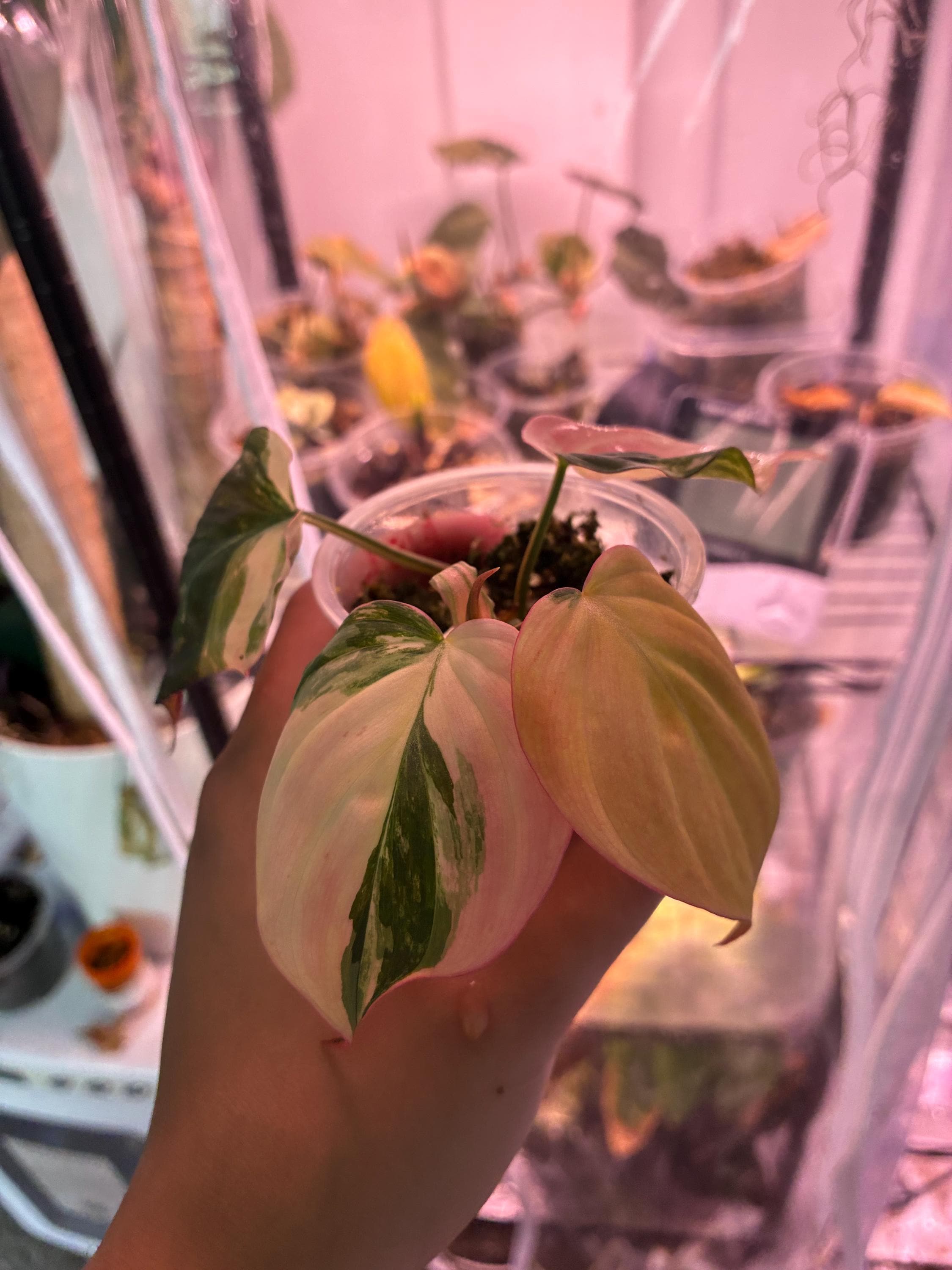 Pink Variegated Micans - Etsy