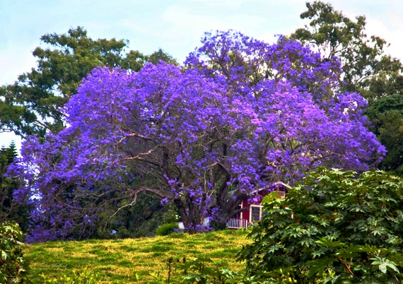 Jacaranda Tree Photographic Digital Art Up Country Maui Etsy